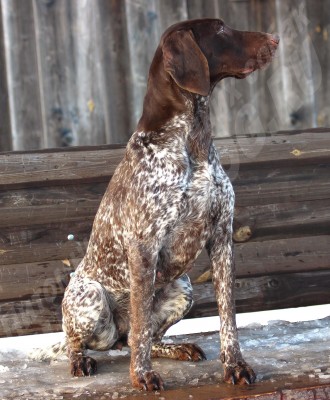 ОХОТЭСТЕТ АЛЕИТ (ALEIT)